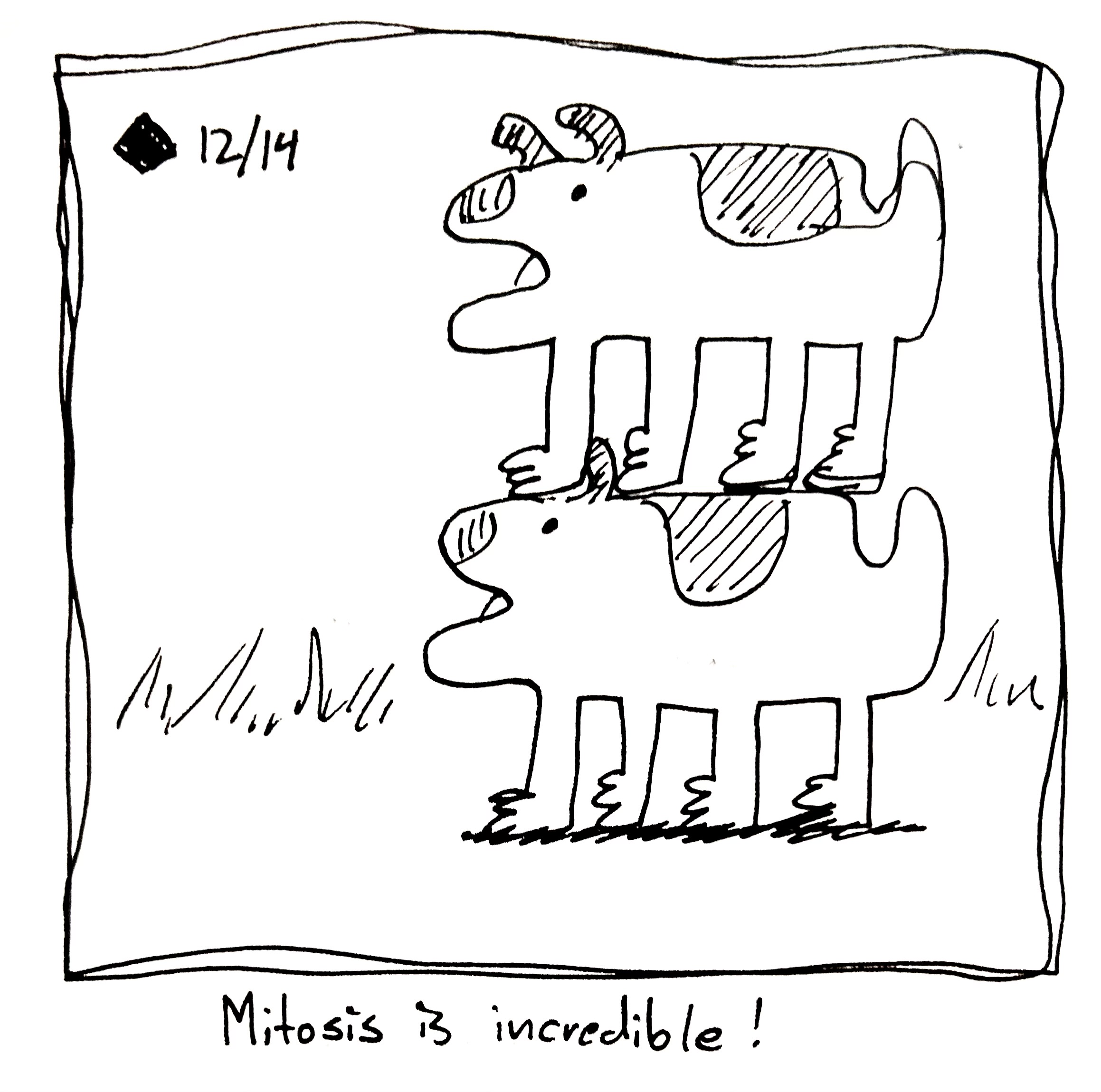 The good dog has finally split into two separate good dogs. The caption reads "Mitosis is incredible!"